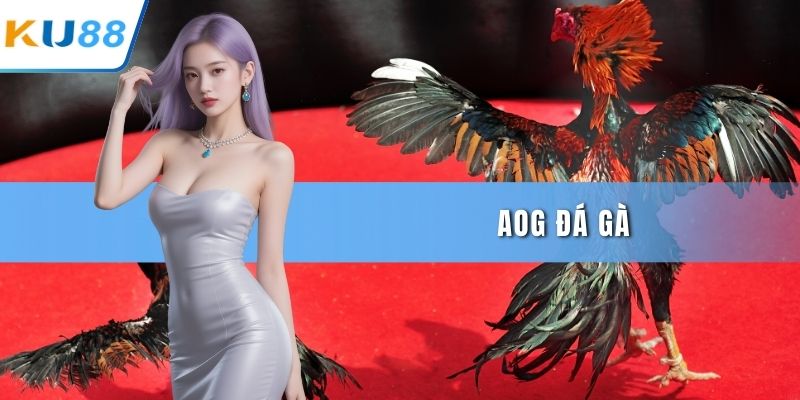 AOG đá gà