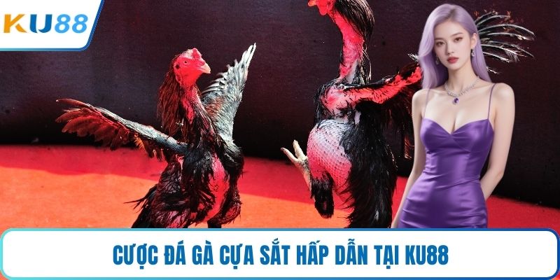 Cược đá gà cựa sắt hấp dẫn tại KU88