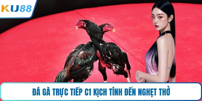 Đá gà trực tiếp C1 kịch tính đến nghẹt thở