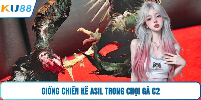 Giống chiến kê Asil trong chọi gà C2