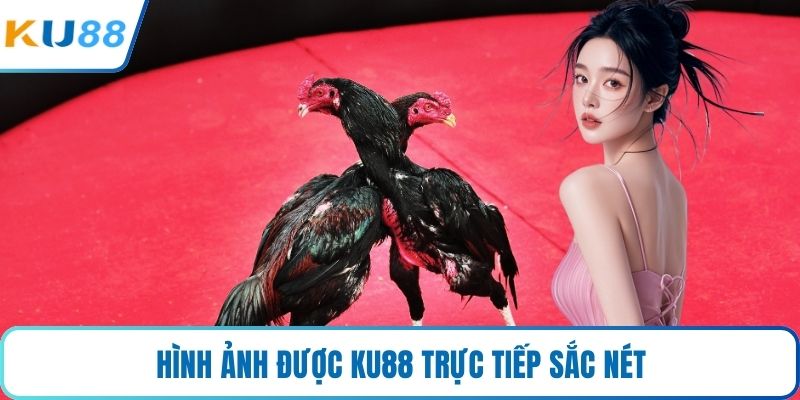 Hình ảnh được KU88 trực tiếp sắc nét