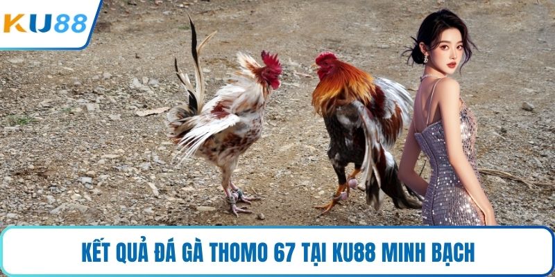 Kết quả đá gà Thomo 67 tại KU88 minh bạch