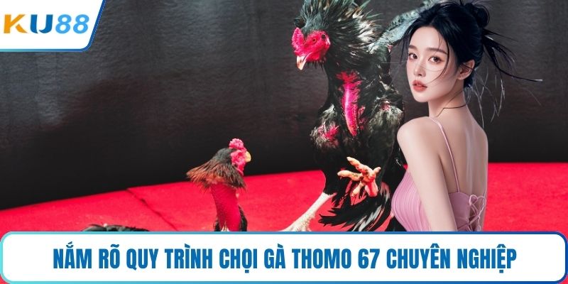 Nắm rõ quy trình chọi gà Thomo 67 chuyên nghiệp